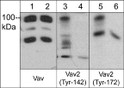 Western blot EGF-treated A431 cells probed with anti-Vav and anti-Vav2 antibodies STJA0041438