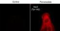 ICC staining VAV2 in human A431 cells using antibody with DyLight 594 detection STJA0041440