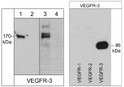 anti-VEGFR-3 antibody Western blot specificity in K-562HUVECand recombinant VEGFRs STJA0041446