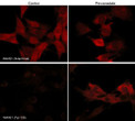 ICC staining phosphorylated WAVE in mouse C2C12 cells using antibody with Cy3 detection STJA0041447