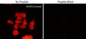 ICC staining WAVE2 in rat PC12 cells using antibody with Cy3 detection STJA0041449