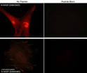 ICC staining N-WASP phosphorylation in rabbit spleen fibroblasts using antibody with Cy3 detection STJA0041453