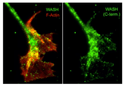 ICC staining WASH protein in chick DRG neurons using antibodyF-actin comparison STJA0041457