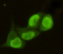 PRMT6 antibody immunofluorescence HeLa cells STJA0032353