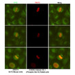 SIRT2 antibody immunofluorescence HeLa cells STJA0032378