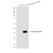 Cyclin D2 antibody western blot CHO-K1 STJA0032379