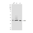 CDK4 antibody western blot HeLa C6 F9 STJA0032384