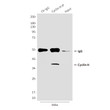 Cyclin H antibody immunoprecipitation HeLa STJA0032386