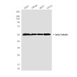 Tubulin beta antibody western blot COS7 LNCaP MCF-7 C2C12 STJA0032398
