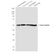 Tubulin beta antibody western blot goat tissues STJA0032398