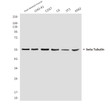 Tubulin beta antibody western blot CHO-K1 COS7 C6 3T3 K562 STJA0032398