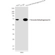 Pyruvate Dehydrogenase E2 antibody immunoprecipitation HeLa STJA0032410