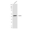 CKMT2 antibody western blot rat brain lysates STJA0032412