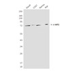 cIAP2 antibody western blot Ramos COS7 Raji Daudi STJA0032420