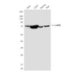cIAP2 antibody western blot Ramos COS7 Raji STJA0032420