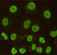 CDX2 antibody immunocytochemistry HeLa STJA0032422