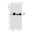 RAD9A antibody immunoprecipitation HeLa 3T3 lysates STJA0032425