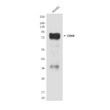 CD44 antibody western blot HUVEC STJA0032434