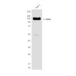 CD31 antibody western blot THP-1 lysates STJA0032439