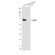 BRAP antibody western blot CHO-K1 lysates STJA0032453