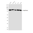 Hsp90 beta antibody western blot HeLa 3T3 C6 CHO-K1 COS7 STJA0032457