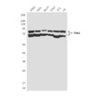 TAK1 antibody western blot K562 Hela MCF-7 COS7 3T3 C6 STJA0032458