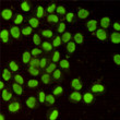 Ku80 antibody immunofluorescence HeLa cells STJA0032461