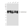 Keratin antibody western blot C6 3T3 A549 MCF-7 HeLa STJA0032462