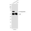 HA Tag antibody immunoprecipitation HeLa cells STJA0032478