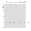eIF4E antibody western blot multiple cell lines STJA0032481