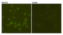 CD19 antibody immunofluorescence Ramos Jurkat cells STJA0032499