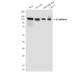 E-Cadherin antibody western blot T47D HCT116 MDA-MB-468 Caco2 STJA0032500