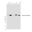 Fatty Acid Synthase antibody western blot HeLa C6 3T3 CHO-K1 MCF-7 STJA0032501