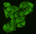Fatty Acid Synthase antibody immunocytochemistry HeLa STJA0032501