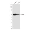 Atg5 antibody western blot rat brain C2C12 STJA0032508