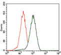 PHC1 antibody flow cytometry HEK293 cells STJA0032548