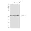GSK3B antibody western blot HeLa 3T3 C6 rat brain STJA0032549