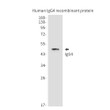 human IgG4 antibody western blot recombinant protein STJA0032560