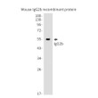 mouse IgG2b antibody western blot recombinant protein STJA0032562