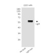 Lgi4 antibody western blot COS7 lysates STJA0032585