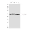 betaTubulin antibody western blot CHO-K1 Jurkat 3T3 C6 STJA0032759