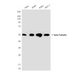 BetaTubulin antibody western blot HeLa A549 K562 MCF-7 STJA0032759