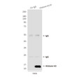 Histone H3 antibody immunoprecipitation HeLa STJA0032763