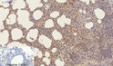 CD23 antibody immunohistochemistry mouse lung tissue STJA0032768
