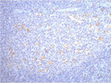 CD68 antibody immunohistochemistry human tonsil tissue STJA0032769