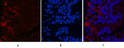 KIF7 antibody immunofluorescence mouse colon STJA0032778