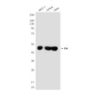 Fumarase antibody western blot MCF-7 Jurkat HeLa STJA0032781
