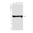 Fumarase antibody western blot K562 Ramos Jurkat HeLa STJA0032781
