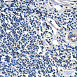 FH/Fumarase antibody immunohistochemistry human tonsil tissue STJA0032781