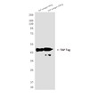 TAPtag 1F5 antibody western blot TAP antigen lysates STJA0032802
